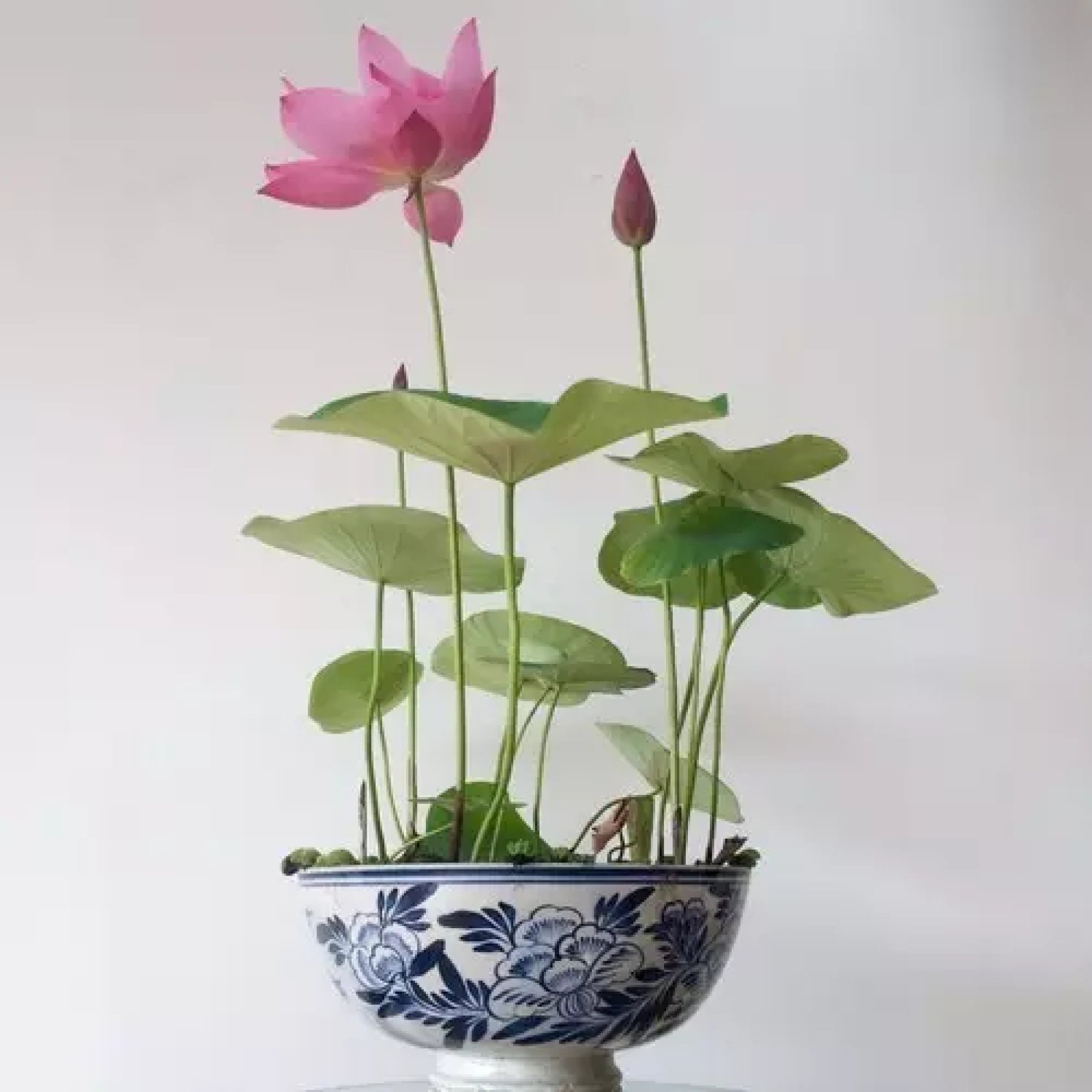 碗莲,想象在茶桌的瓷碗之中,开出莲花,其素雅之境,方寸之间尽显.
