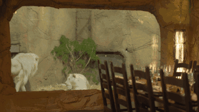 大私家动物园之一, 也是世界上最兽性的酒店, jamala wildlife lodge