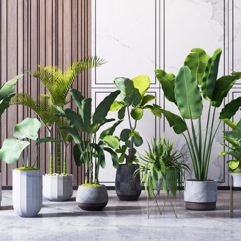 现代室内盆栽组合
