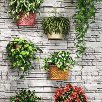 现代壁挂植物
