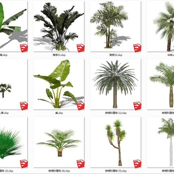 园林棕榈科植物2D