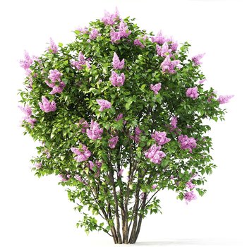 现代丁香花灌木植物