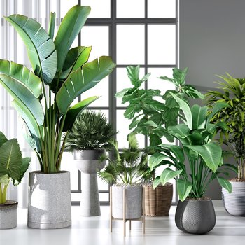植物盆栽盆景组合