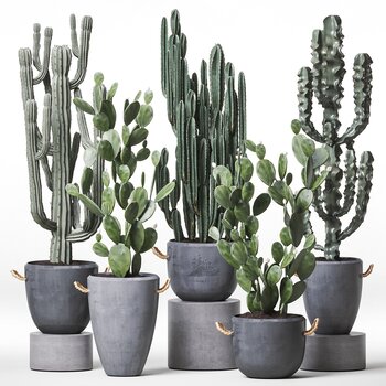 现代仙人掌盆栽组合