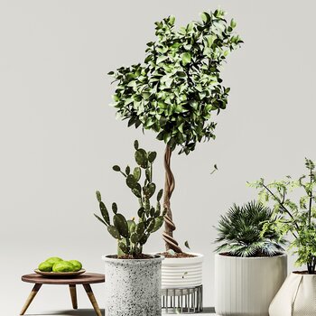 植物盆栽盆景仙人掌组合