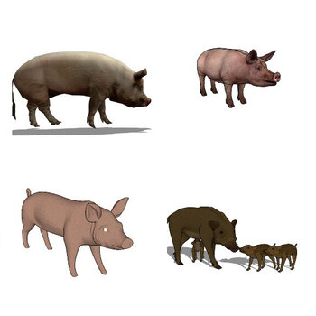 现代风格猪 猪摆件烤乳猪