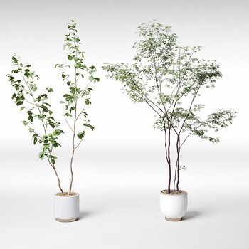 植物盆栽盆景3d模型