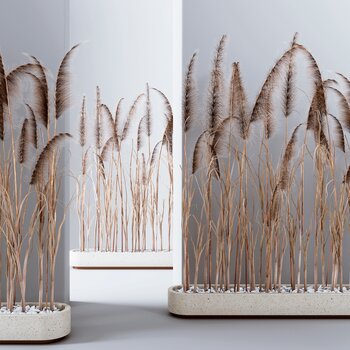 芦苇植物3d模型