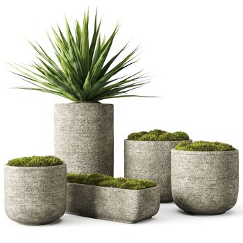 现代苔藓植物小盆栽3d模型