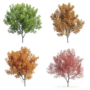 现代秋季树