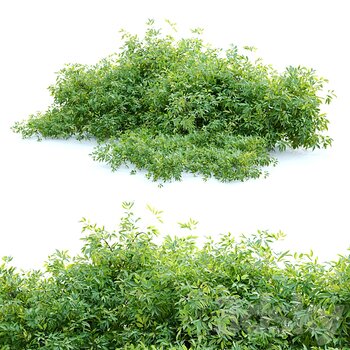 现代绿植灌木3d模型