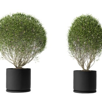 现代室外植物盆栽3d模型