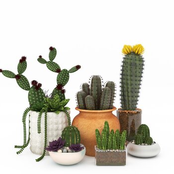 现代仙人掌仙人球盆栽组合