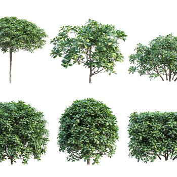 现代树木3d模型