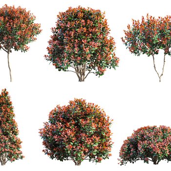 现代红叶石楠灌木3d模型