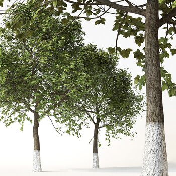 室外树木3d模型