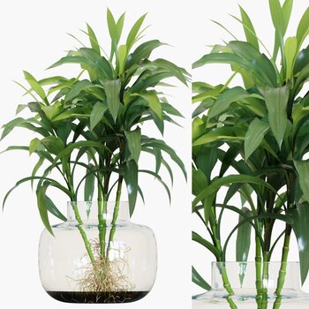 现代水生植物3d模型