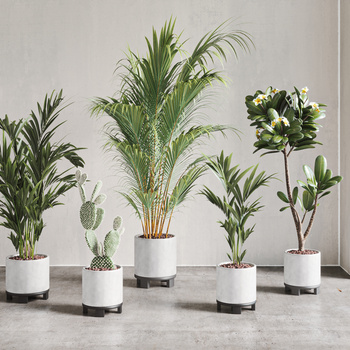 现代植物盆栽 3d模型