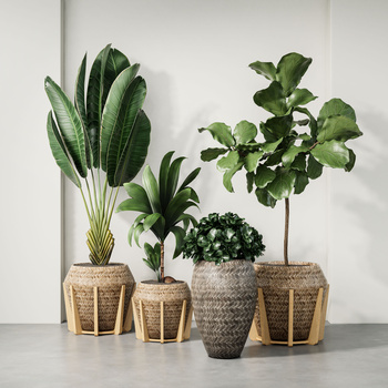 现代绿植盆栽植物组合