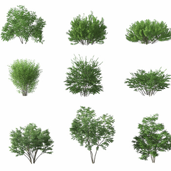 现代灌木3d模型