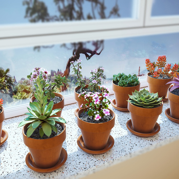 现货购买同款现代多肉植物盆栽3d模型下载id:115757520灯光:材质:风格