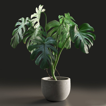  盆栽植物3d模型