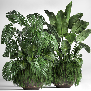 现代植物盆栽