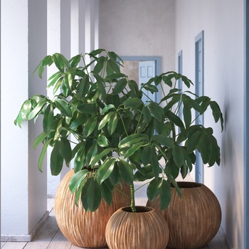 室内观赏植物3d模型