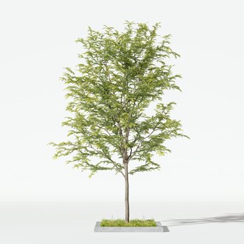 现代树木3d模型