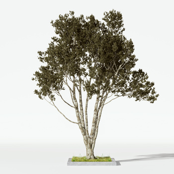 现代树木绿植3d模型