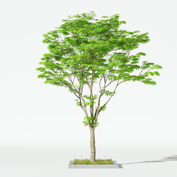 现代树木模型