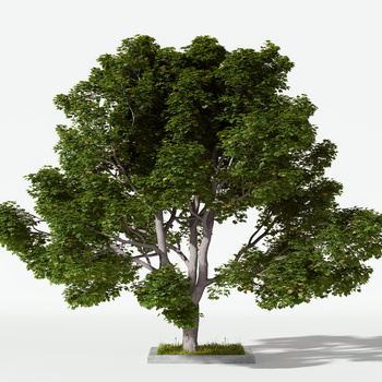 现代树木绿植3d模型