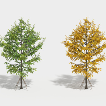 银杏树3d模型