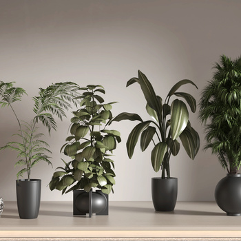 现代植物盆栽组合3d模型