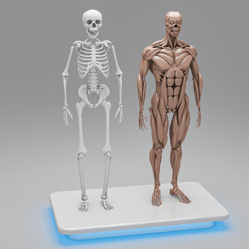 现代人体骨架肌肉结构