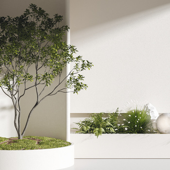 橄榄树3d模型