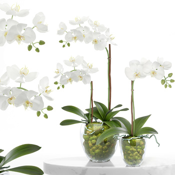 植物蝴蝶兰3d模型
