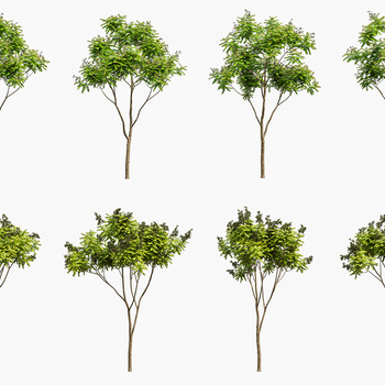 景观树栾树3d模型