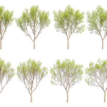 糙叶树3d模型