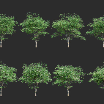 四照花树3d模型