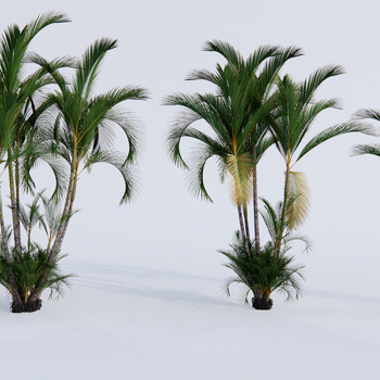 棕榈植物