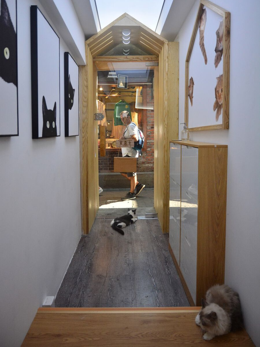 田子坊里的撸猫体验馆：猫之一隅 | 平介设计