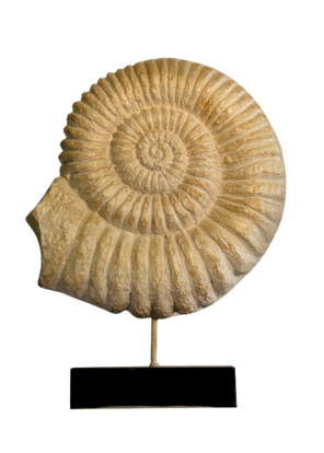 简欧海螺摆件-软装图片_建e室内设计网!