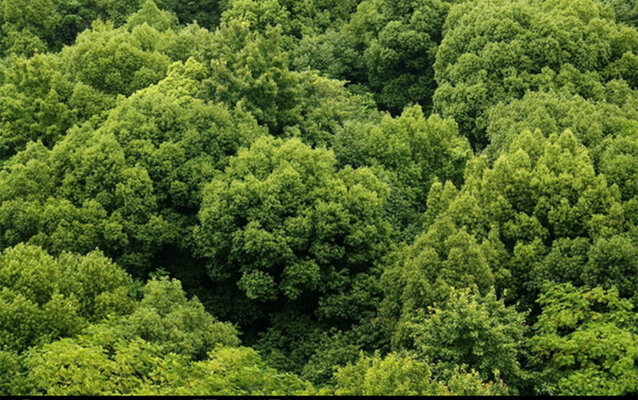 树木贴图_贴图下载_贴图免费下载_建e室内设计网