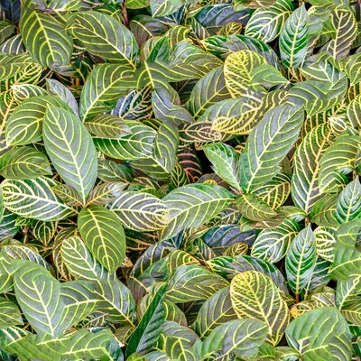 植物树叶草地面藤蔓常青无缝贴图贴图