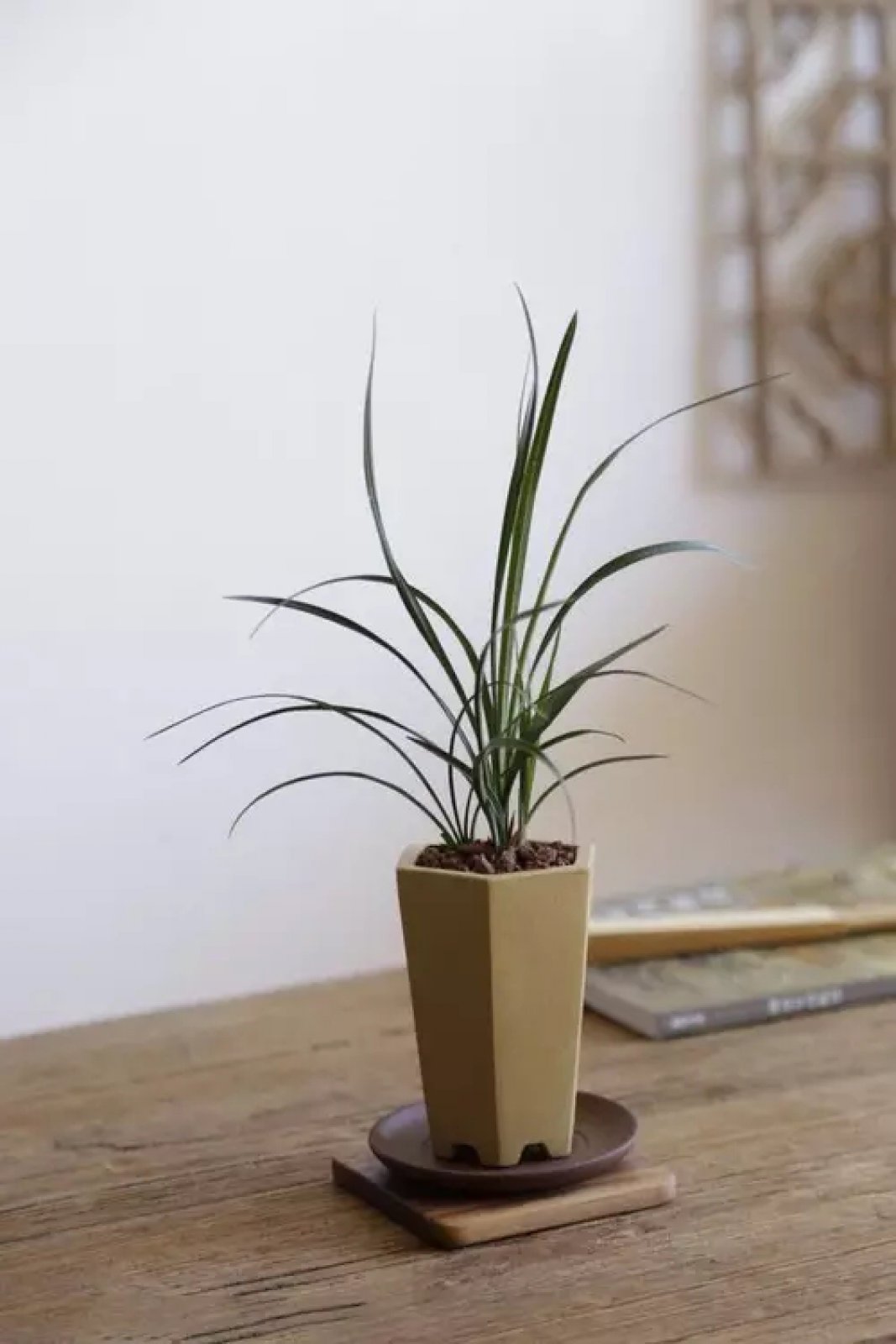 书房中最文质的七种绿植