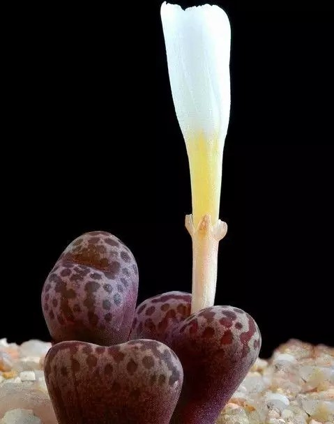 这些石头居然开花了