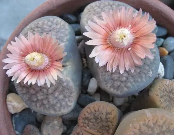 这些石头居然开花了