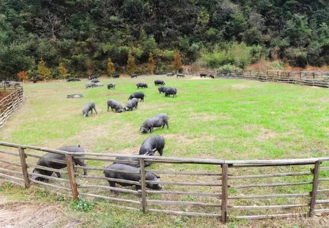 中国最美猪圈,惊动了纽约时报-建e网设计资讯-室内设计行业头条资讯