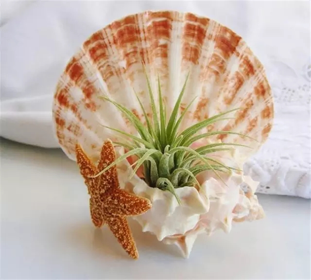 扇贝壳制作花盆图片